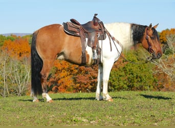 Koń fiordzki Mix, Wałach, 6 lat, 147 cm, Bułana