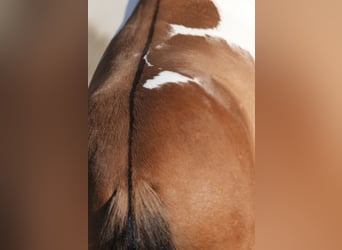 Koń fiordzki Mix, Wałach, 6 lat, 147 cm, Bułana
