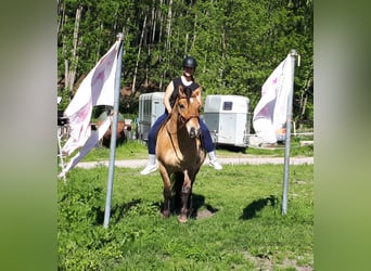 Koń fiordzki Mix, Wałach, 6 lat, 152 cm, Bułana
