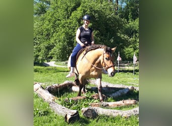Koń fiordzki Mix, Wałach, 6 lat, 152 cm, Bułana