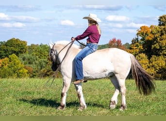 Koń fiordzki, Wałach, 7 lat, 142 cm, Jelenia