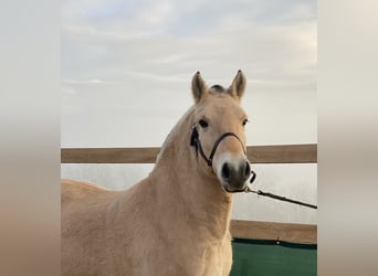 Koń fiordzki, Wałach, 7 lat, 143 cm, Bułana