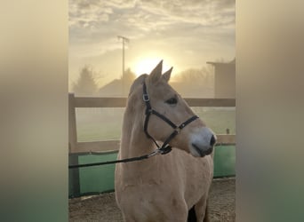 Koń fiordzki, Wałach, 7 lat, 143 cm, Bułana