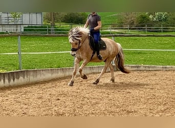 Koń fiordzki, Wałach, 7 lat, 152 cm, Bułana