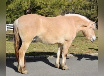 Koń fiordzki, Wałach, 7 lat, Bułana