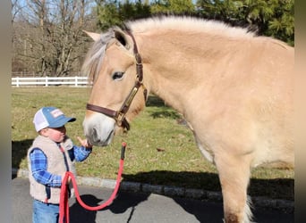 Koń fiordzki, Wałach, 7 lat, Bułana