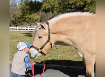 Koń fiordzki, Wałach, 7 lat, Bułana