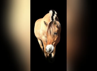 Koń fiordzki, Wałach, 8 lat, 147 cm, Jelenia