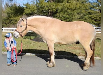 Koń fiordzki, Wałach, 8 lat, Bułana