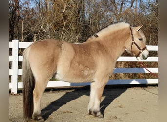 Koń fiordzki, Wałach, 9 lat, 150 cm, Bułana