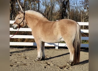 Koń fiordzki, Wałach, 9 lat, 150 cm, Bułana