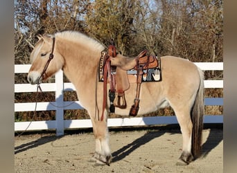 Koń fiordzki, Wałach, 9 lat, 150 cm, Bułana