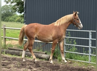 Koń fryderyksborski, Klacz, 1 Rok, 162 cm, Kasztanowata