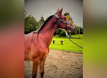 Koń fryderyksborski, Ogier, 1 Rok, 165 cm, Gniada