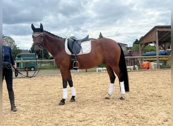 Koń hanowerski Mix, Klacz, 10 lat, 155 cm, Gniada