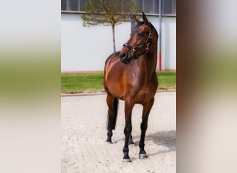 Koń hanowerski, Klacz, 10 lat, 162 cm, Gniada