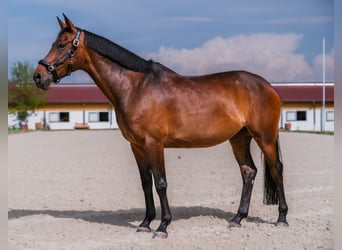 Koń hanowerski, Klacz, 10 lat, 162 cm, Gniada