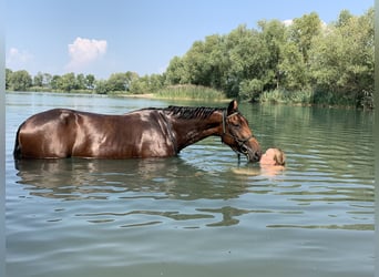 Koń hanowerski, Klacz, 10 lat, 164 cm, Gniada