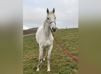 Koń hanowerski, Klacz, 10 lat, 165 cm, Siwa w hreczce