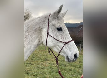 Koń hanowerski, Klacz, 10 lat, 165 cm, Siwa w hreczce