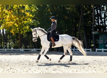 Koń hanowerski, Klacz, 10 lat, 166 cm, Siwa