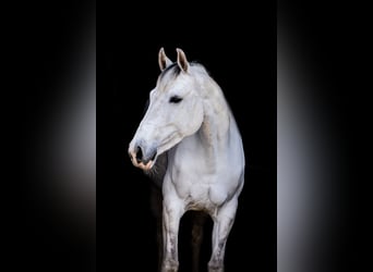 Koń hanowerski, Klacz, 10 lat, 166 cm, Siwa