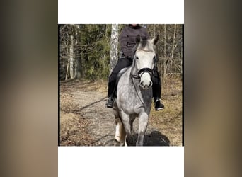 Koń hanowerski, Klacz, 10 lat, 166 cm, Siwa