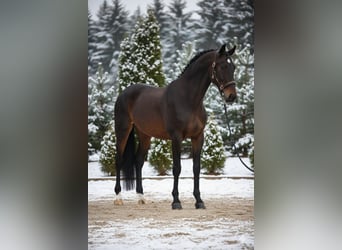 Koń hanowerski, Klacz, 10 lat, 167 cm, Gniada