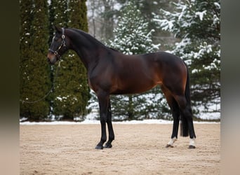 Koń hanowerski, Klacz, 10 lat, 167 cm, Gniada