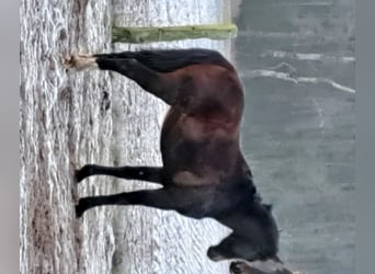 Koń hanowerski, Klacz, 10 lat, 167 cm, Kasztanowata