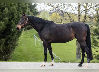 Koń hanowerski, Klacz, 10 lat, 168 cm, Ciemnogniada