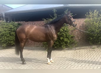 Koń hanowerski, Klacz, 10 lat, 168 cm, Ciemnogniada