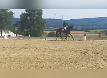 Koń hanowerski, Klacz, 10 lat, 168 cm, Kasztanowata
