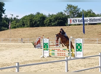 Koń hanowerski, Klacz, 10 lat, 168 cm, Kasztanowata