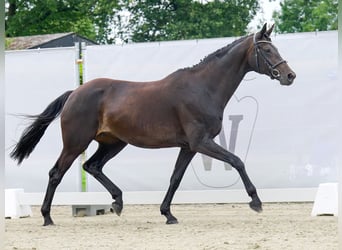 Koń hanowerski, Klacz, 10 lat, 169 cm, Ciemnogniada