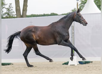 Koń hanowerski, Klacz, 10 lat, 169 cm, Ciemnogniada