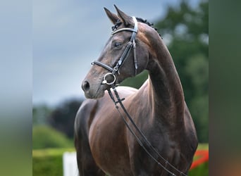 Koń hanowerski, Klacz, 10 lat, 169 cm, Ciemnogniada
