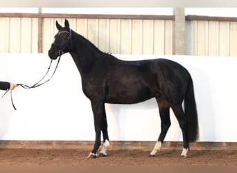 Koń hanowerski, Klacz, 10 lat, 169 cm, Ciemnogniada