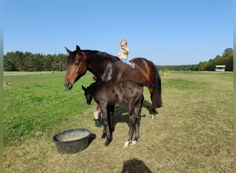 Koń hanowerski, Klacz, 10 lat, 170 cm, Gniada