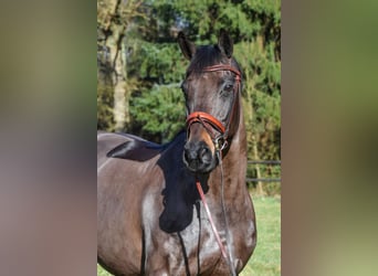 Koń hanowerski, Klacz, 10 lat, 170 cm, Skarogniada