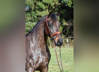 Koń hanowerski, Klacz, 10 lat, 170 cm, Skarogniada