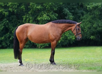 Koń hanowerski, Klacz, 10 lat, 171 cm, Gniada
