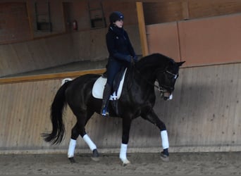 Koń hanowerski, Klacz, 10 lat, 172 cm, Ciemnogniada