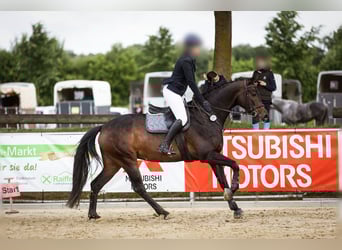 Koń hanowerski, Klacz, 10 lat, 172 cm, Ciemnogniada