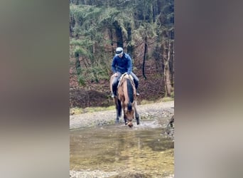 Koń hanowerski, Klacz, 10 lat, 173 cm, Gniada