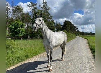 Koń hanowerski, Klacz, 10 lat, 174 cm, Siwa