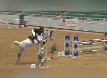 Koń hanowerski, Klacz, 10 lat, 174 cm, Siwa