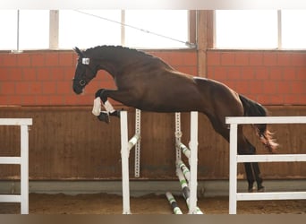 Koń hanowerski, Klacz, 10 lat, 180 cm, Kara