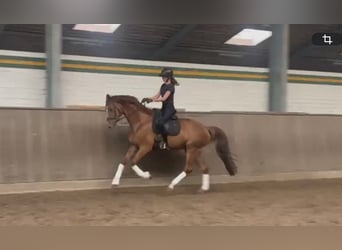 Koń hanowerski, Klacz, 10 lat, Ciemnokasztanowata