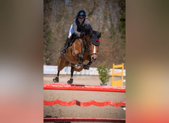 Koń hanowerski, Klacz, 11 lat, 163 cm, Jasnogniada